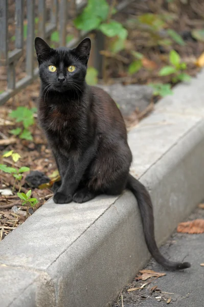 Fekete macska az utcán — Stock Fotó