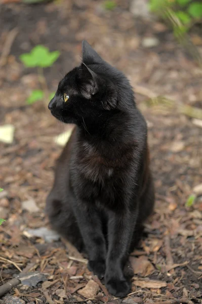 Gato negro en la calle — Foto de Stock