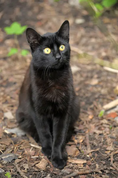 Schwarze Katze auf der Straße — Stockfoto
