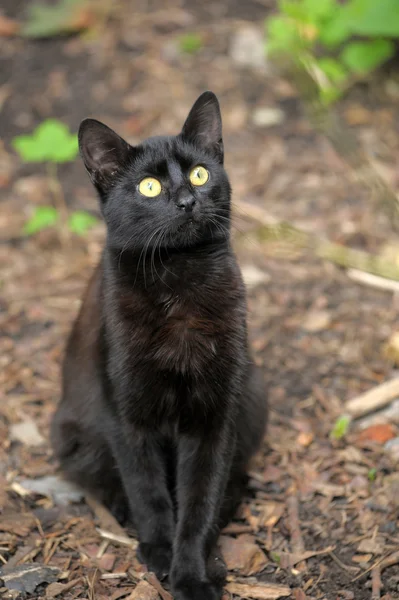 stock image Black cat on the street