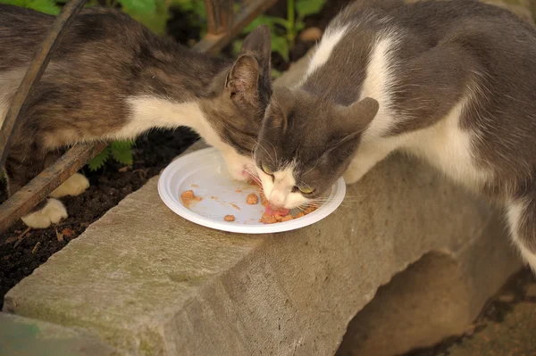 stock image Homeless cats eat in the street