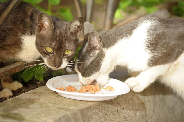 stock image Homeless cats eat in the street