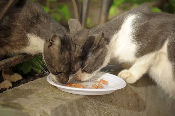 无家可归的猫吃在街上 — 图库照片