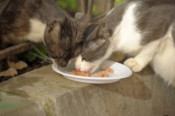 无家可归的猫吃在街上 — 图库照片