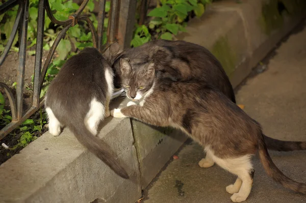Hemlösa katter äter på gatan — Stockfoto