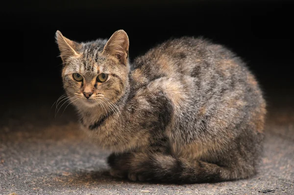 집 없는 고양이 — 스톡 사진