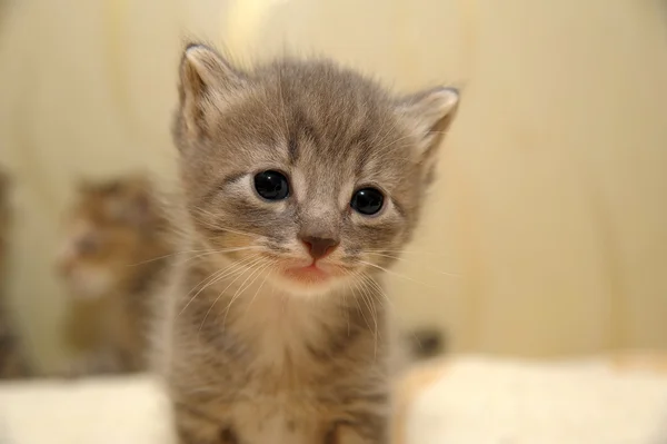 회색 새끼 고양이 — 스톡 사진