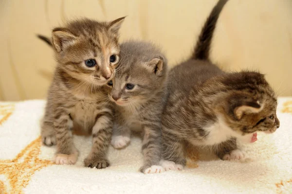 Drie kittens — Stockfoto