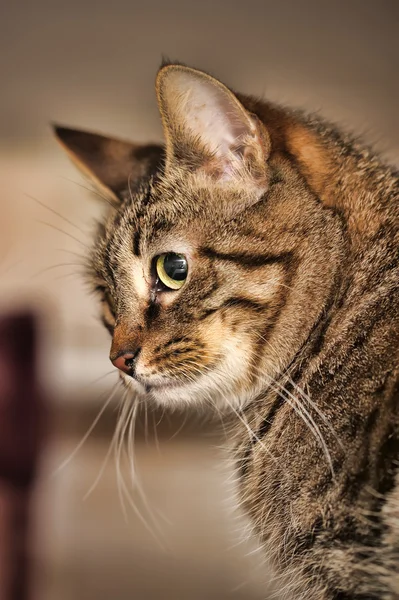 Randig katt i en profil — Stockfoto