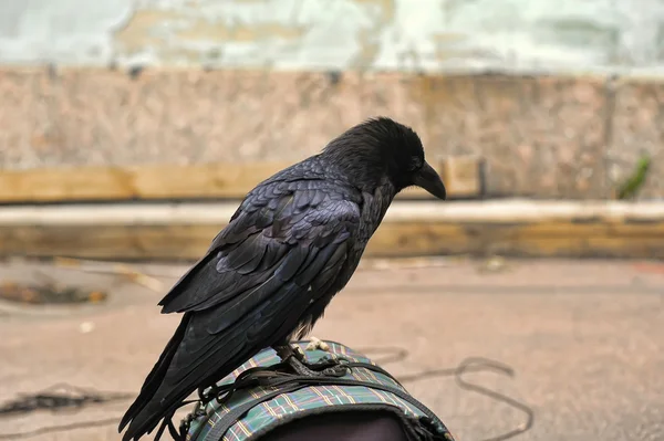 Negro Maria — Foto de Stock