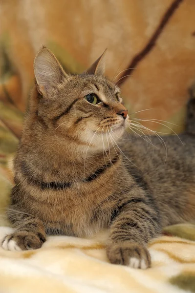 stock image Striped cat