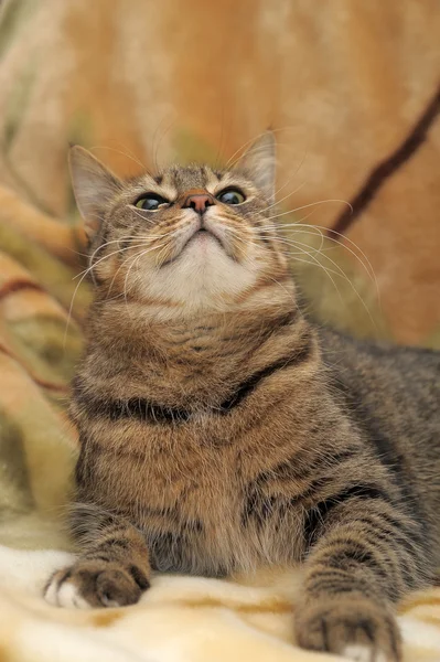 縞模様の猫 — ストック写真