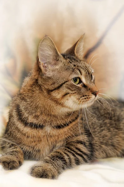 条纹的猫 — 图库照片