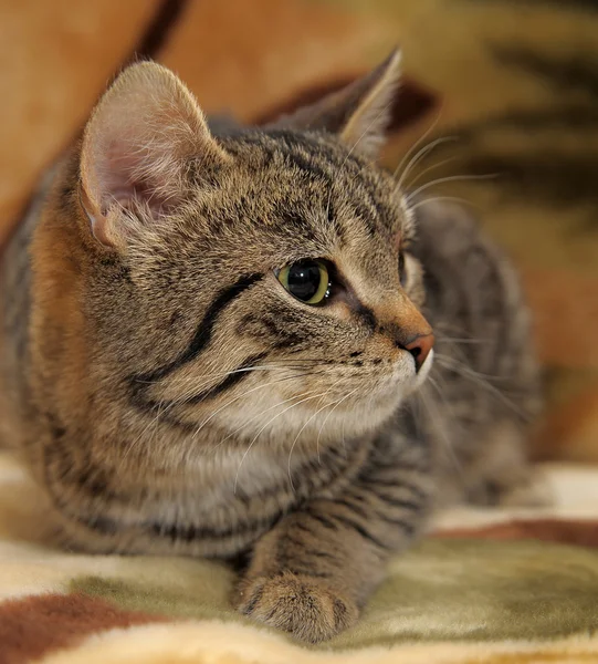 Çizgili kedi — Stok fotoğraf