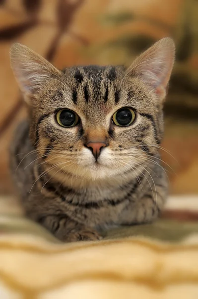 Striped cat — Stock Photo, Image