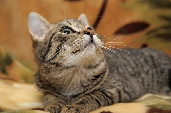 Striped cat — Stock Photo, Image