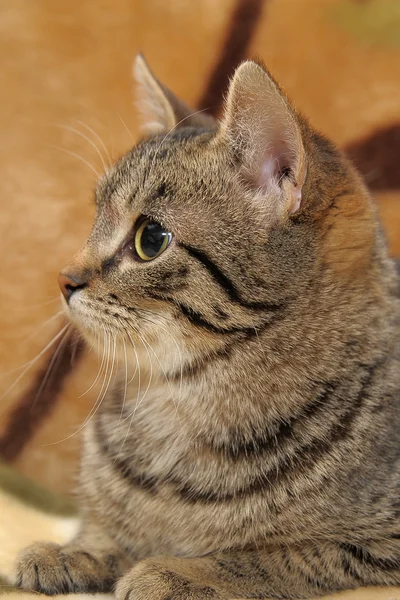 stock image Striped cat