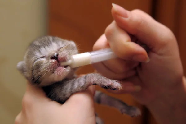 stock image Newborn kitten feed