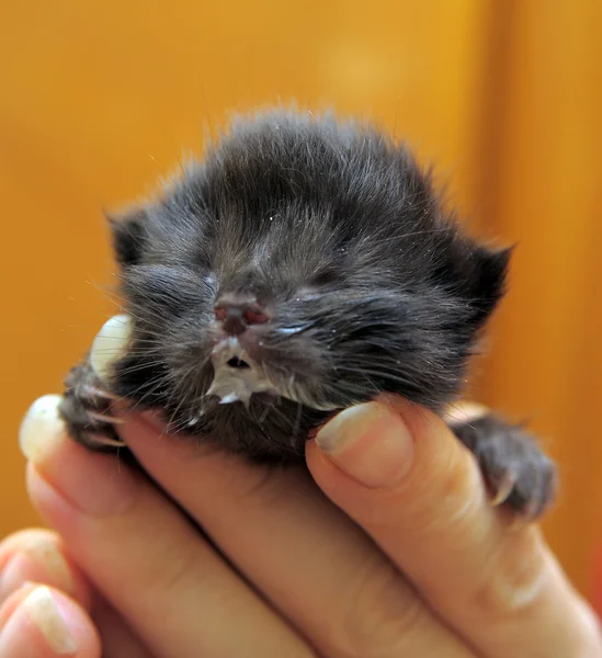 Kätzchen auf einer Hand — Stockfoto