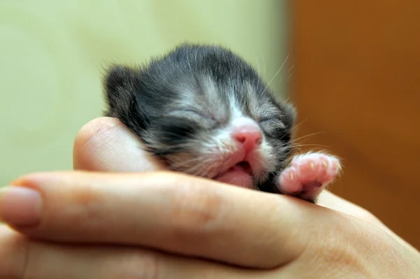 Kätzchen auf einer Hand — Stockfoto