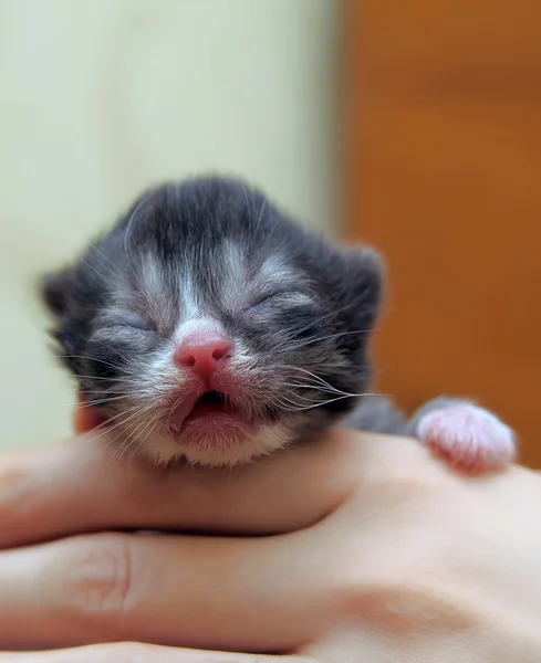 Kitten on a hand — Stock Photo, Image