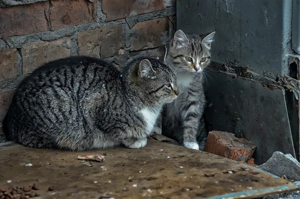 Gatos sin hogar — Foto de Stock