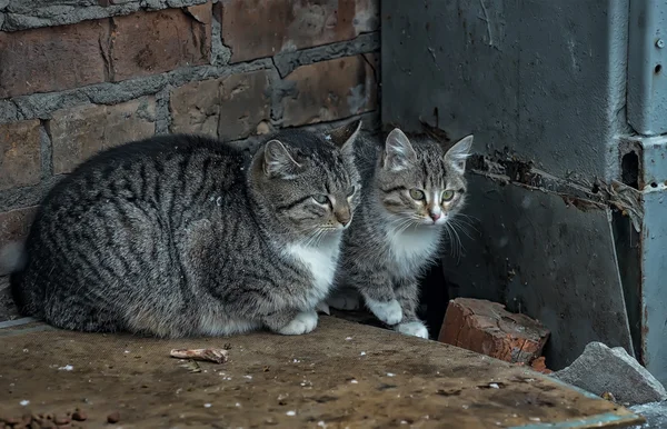 Gatos sin hogar —  Fotos de Stock
