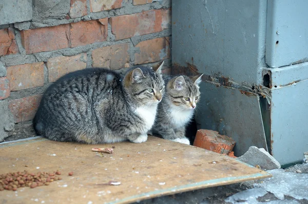 Homeless cats — Stock Photo, Image