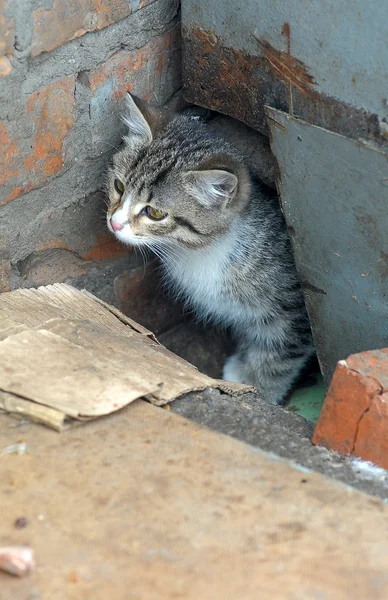 Бездомный котёнок — стоковое фото