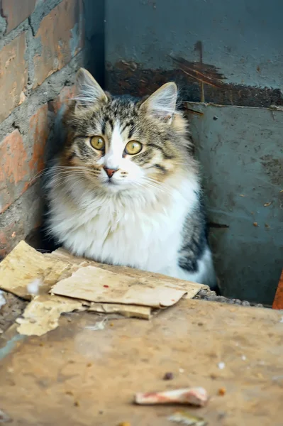Бездомный котёнок — стоковое фото