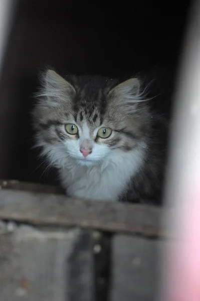 stock image Homeless kitten