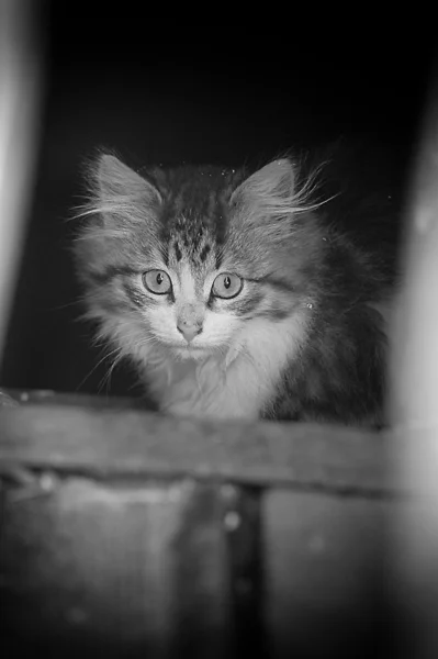 Бездомні кошеня — стокове фото