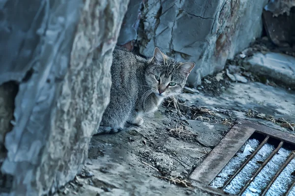 Gato sin hogar — Foto de Stock