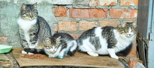 三个无家可归的猫 — 图库照片
