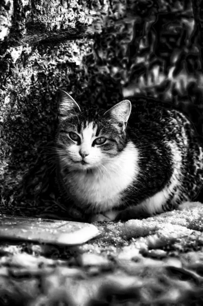 Бездомная кошка — стоковое фото