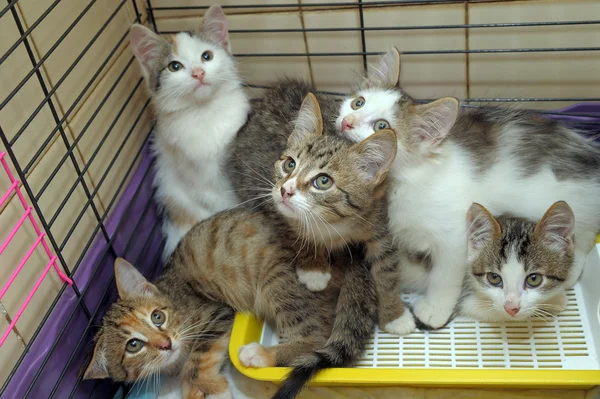 Cinque gattini — Foto Stock