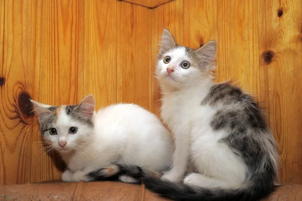 Dvě koťata — Stock fotografie