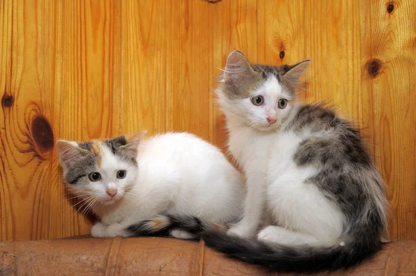 두 고양이 — 스톡 사진