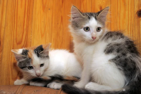 Två kattungar — Stockfoto