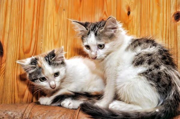 Dwa kociaki — Zdjęcie stockowe