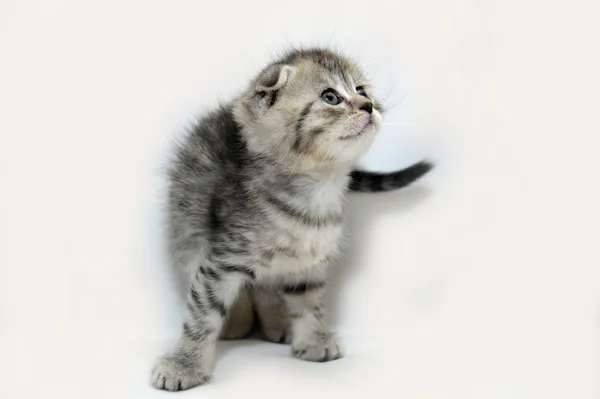 Полосатый котёнок — стоковое фото