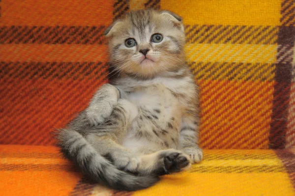 条纹的小猫 — 图库照片