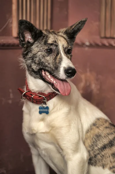Hond portret — Stockfoto