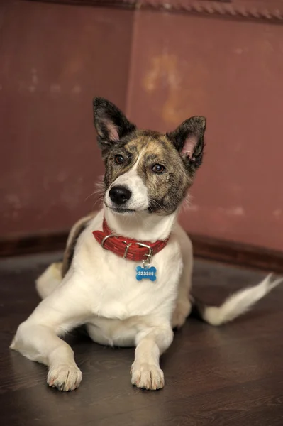 Πορτραίτο σκύλου — Φωτογραφία Αρχείου