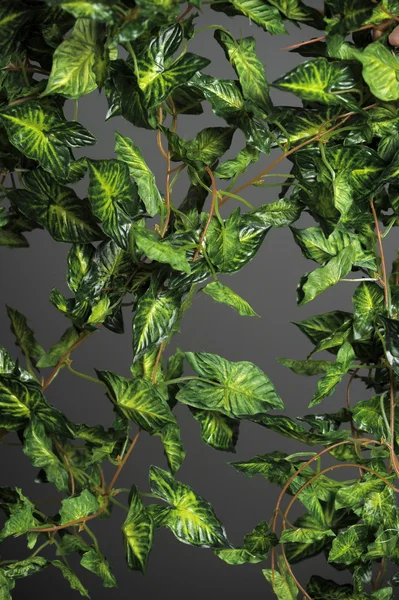 Ivy arka plan — Stok fotoğraf