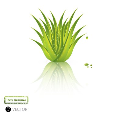 Aloe Vera clipart