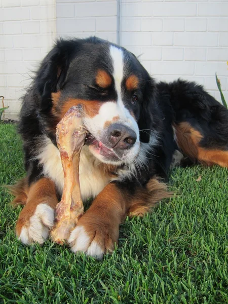 Bernese Mountain Dog Chewing Bone — Stock Photo, Image