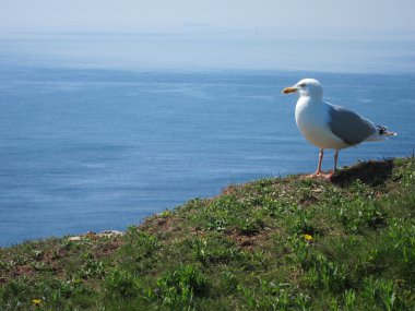 Seagull vergadering hoge over Oceaan