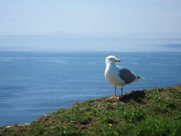 Seagull vergadering hoge over Oceaan — Stockfoto