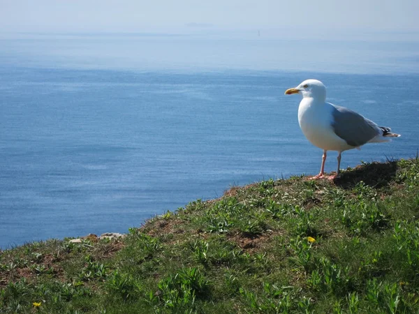 Seagull sitting high over ocean — Stock Photo, Image